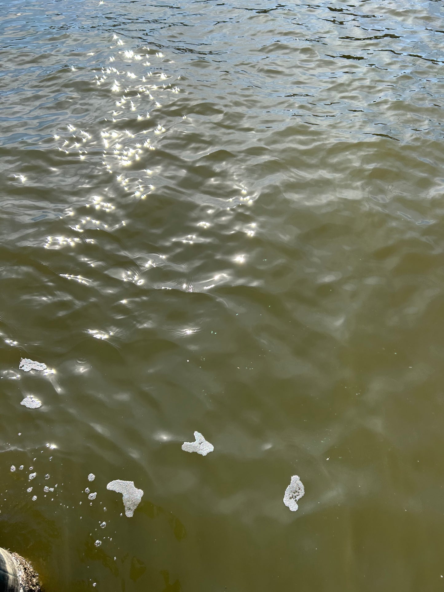 PRE-ORDER: Jake Ross - Cold Water / Cute Little Calico Kitty Cat (drinking from a birdbath)